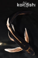 7" ARAGOKE KABUTO BUTTERFLY