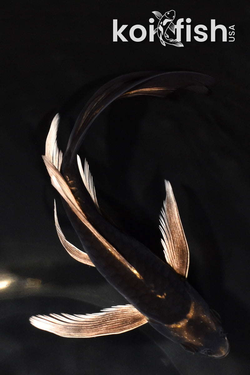 7" ARAGOKE KABUTO BUTTERFLY