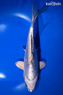 9.5" KIKOKURYU