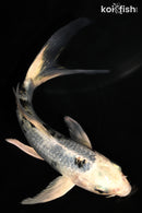 5.25" GIN SHIRO BEKKO BUTTERFLY