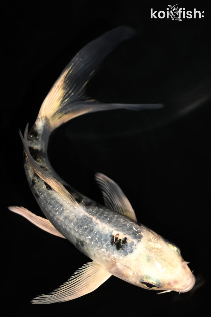 5.25" GIN SHIRO BEKKO BUTTERFLY
