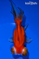 4.75" TELESCOPE FANTAIL GOLDFISH