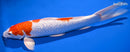 14" GINRIN KOHAKU