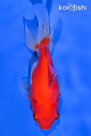 4.75" FANTAIL GOLDFISH