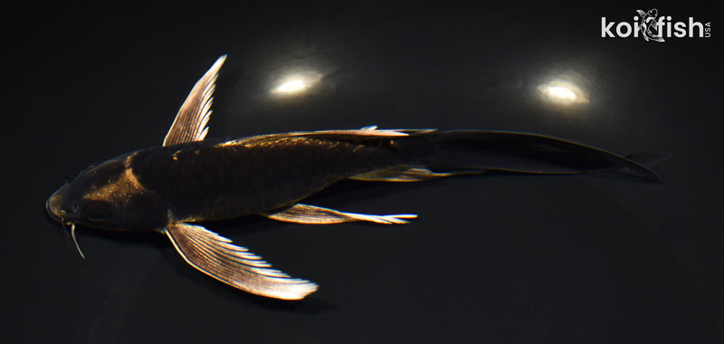 7" ARAGOKE KABUTO BUTTERFLY