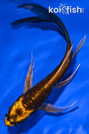 6" BENI KIKOKURYU BUTTERFLY