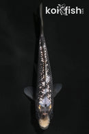 4.25" GINRIN MATSUKAWABAKE