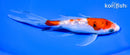 6.75" SANKE BUTTERFLY