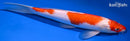10.5" KOHAKU