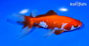 5.75" WATONAI GOLDFISH