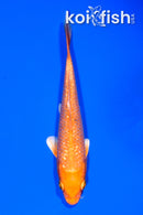 5.25" GINRIN ORENJI OGON