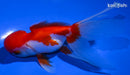 5" ORANDA GOLDFISH