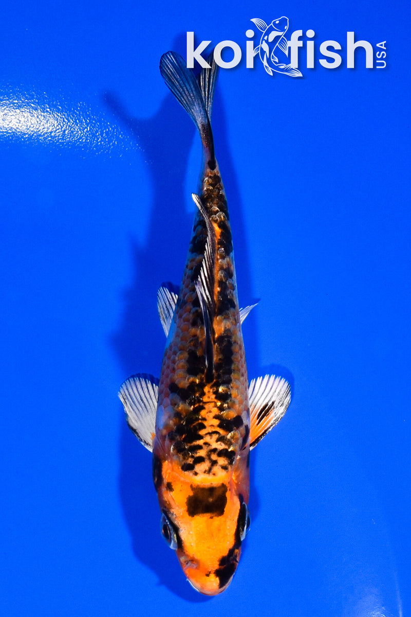 3.75" GINRIN YAMATO NISHIKI