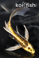 6" ARAGOKE KIN KIKOKURYU BUTTERFLY