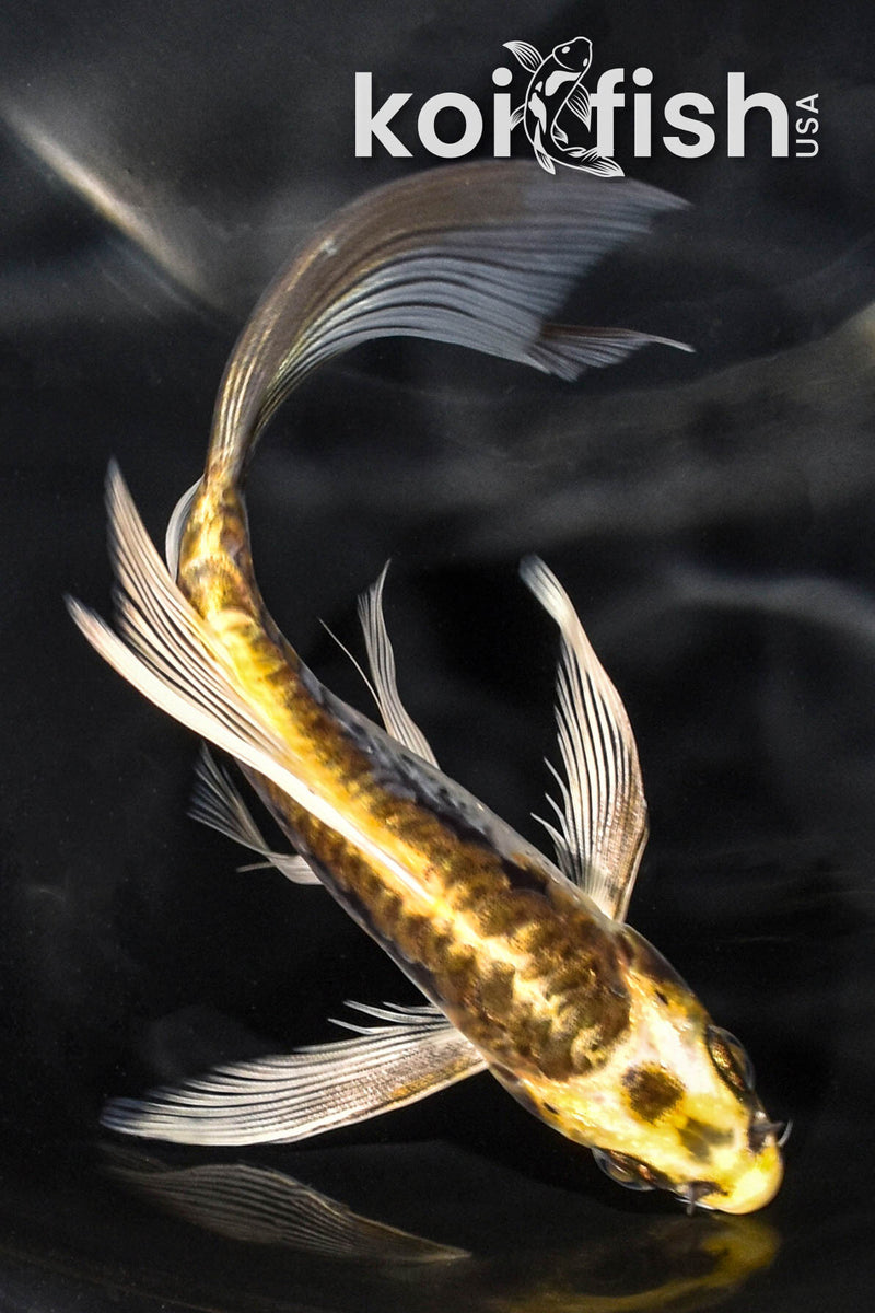 6" ARAGOKE KIN KIKOKURYU BUTTERFLY