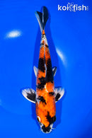11.25" KIN SHOWA