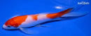 6.75" KOHAKU BUTTERRFLY