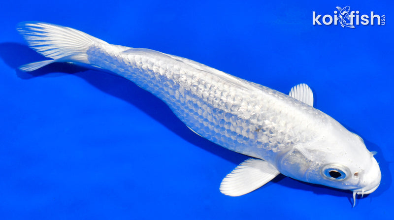 6.5" GINRIN PLAINUM OGON