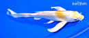 8"  GINRIN LEMON HARIWAKE BUTTERFLY