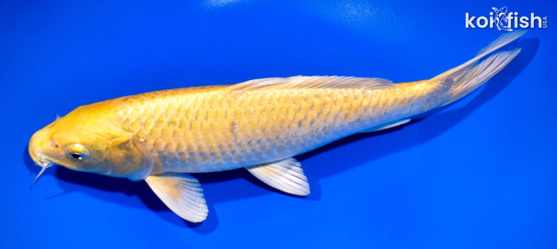 11.75" YAMABUKI OGON