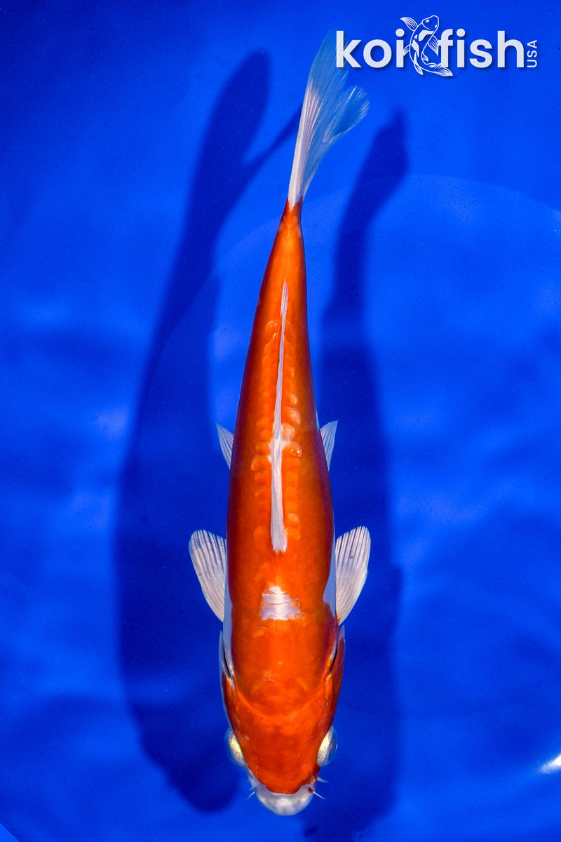 7.5" KIKUSUI