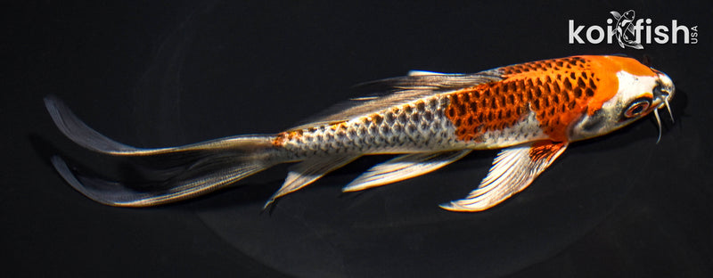 7.25" BENI GINGA BUTTERFLY