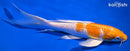 9.75" HARIWAKE BUTTERFLY