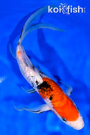 9.5" GINRIN SANKE BUTTERFLY