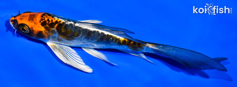 5.5" BENI KIKOKURYU BUTTERFLY