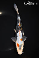 8" BENI MATSUKAWABAKE