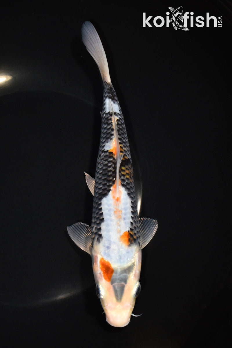 8" BENI MATSUKAWABAKE