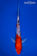 7.75" DOITSU GOSHIKI