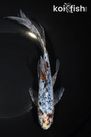 9" SHUBUNKIN GOLDFISH