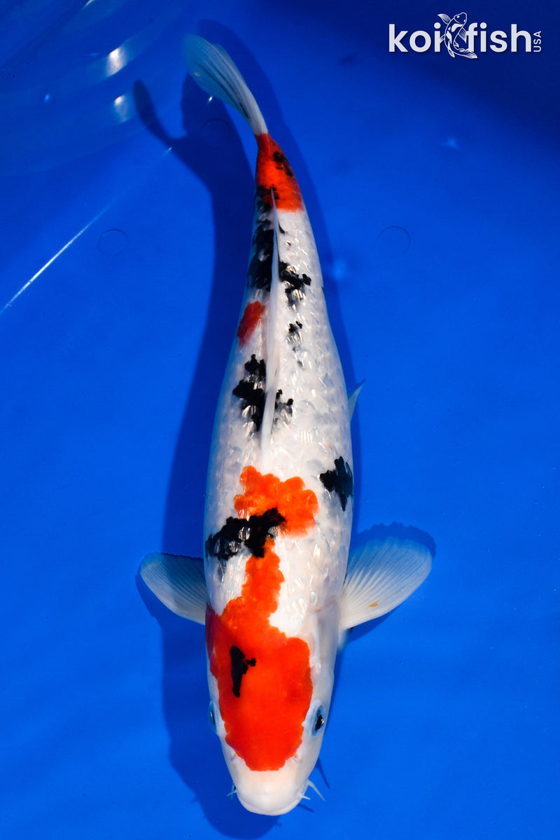 14.75" GINRIN SANKE