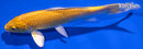 6.5" YAMABUKI OGON