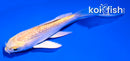 3.5" GINRIN YAMABUKI OGON BUTTERFLY