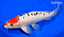 13" GOSHIKI