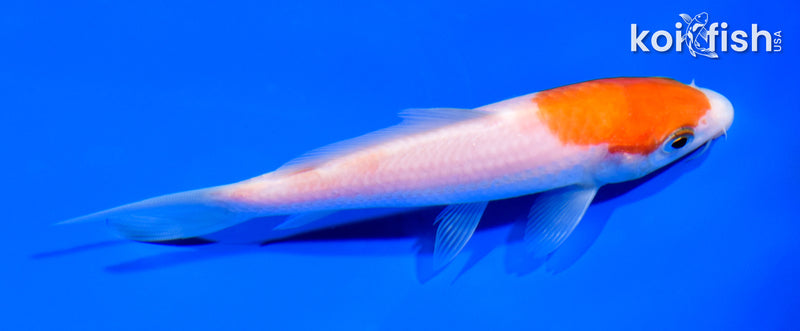 5.25" KOHAKU