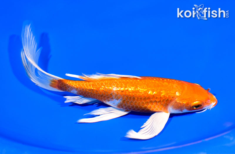 7.75" GINRIN HARIWAKE BUTTERFLY