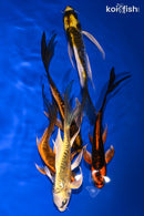 PACK OF (5) 4.5-5.5" DOITSU BUTTERFLY KOI