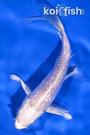 5" GINRIN PLATINUM OGON BUTTERFLY