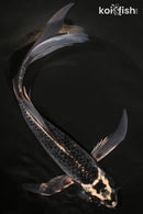 9" KUJAKU BUTTERFLY