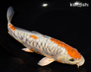 9" DOITSU OCHIBA SHIGURE