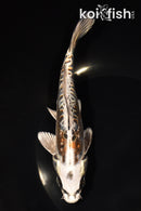 7.25" BENI KIKOKURYU