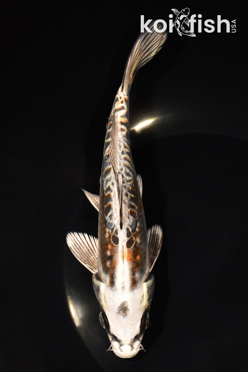 7.25" BENI KIKOKURYU