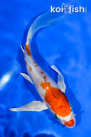 5" HARIWAKE BUTTERFLY