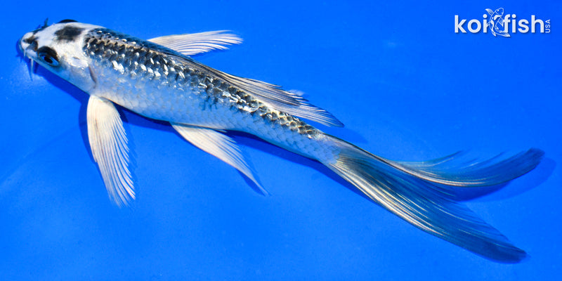 6" GINRIN GIN MATSUBA BUTTERFLY