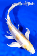 9.25" DOITSU LEMON HARIWAKE BUTTERFLY