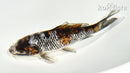 5.5" GINRIN BENI MATSUKAWABKE