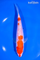 6.75" GINRIN KOHAKU